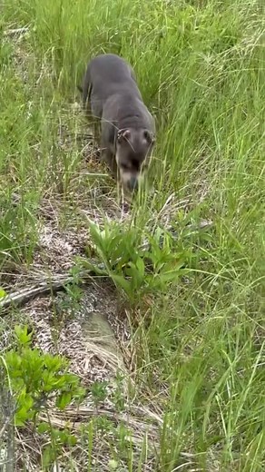 Miss Peaches: The Adventures of a Bad Dog Owner Exploring the Beach
