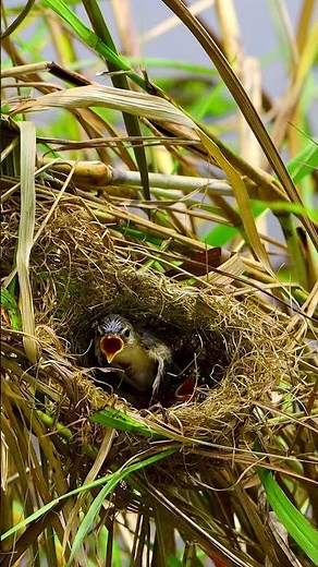 Nice Video Mother Bird Feed Beautiful Baby In Nest🥰 Wildlife Bird 10163#birdfeeding