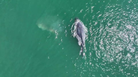 Whale With No Tail Swimming Off The Coast Of Washington State