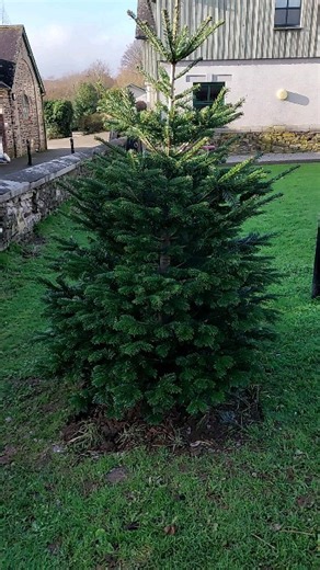 Loving our campus tree at Duchy Stoke Climsland  #christmasdecor #christmas #stokeclimsland | Duchy College | Facebook