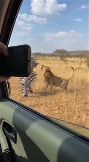 🟢😱 Predator vs Prey | Nature Has No Mercy