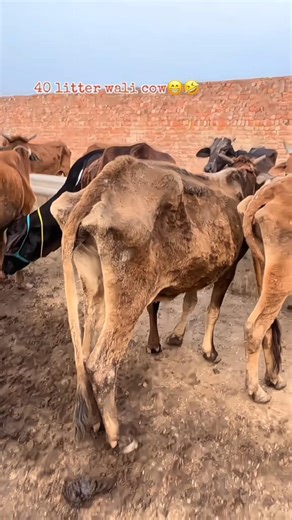 Cow Funny video 🤣🤣 | 40 little milk 😂🍼 #cow #animals #dairyfarm #funny #viral #fyp #trending #foryou