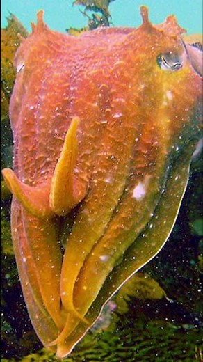 How Cuttlefish Hypnotize Their Prey