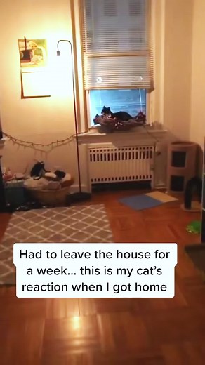 Best Cat Greetings to Come Home To