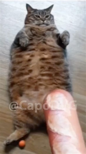 Exploding Half-Life Cat