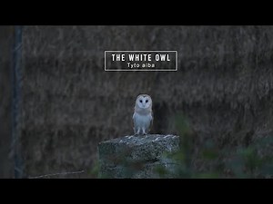 Tyto alba, The White Owl