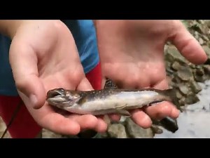 Catch and cook WILD BROOK TROUT in Baxter State Park!!!