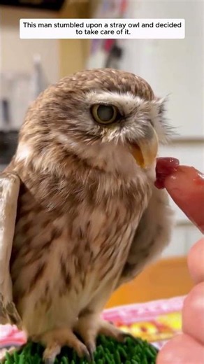 This man stumbled upon a stray owl and decided to take care of it.