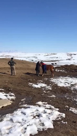 Horse Riding Tips: Handling a Stubborn Horse