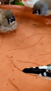 Juvenile Jumbo Zebra Finches Bathing with other aviary finches🤩🤩 #birds #bird #nature #aviary #birdlovers #finches #relax | Tropical Aviary Birds - Torben Dehlholm
