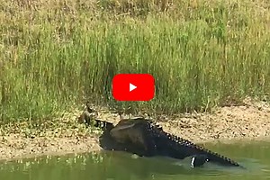 Alligator Takes Down an Unsuspecting Snake in Mere Seconds