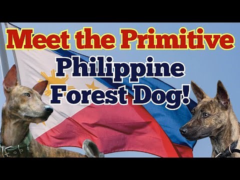 The Philippine Forest Dog: A Primitive Breed With a Wild Legacy