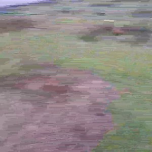 Gamefowl Farm | Red Fowl Farm