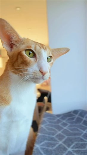 My window view comes with birds🧡🥰#orientalcat | My name is cutie