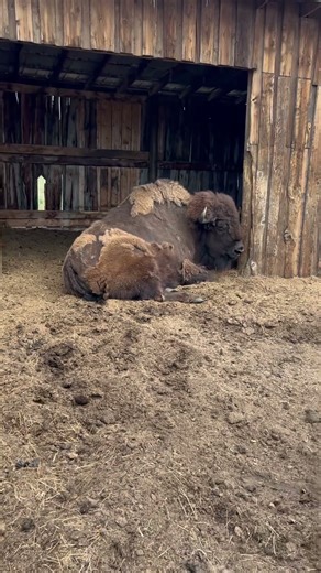 Stan The Man #bison #buffalo #alberta #longview #movie #tv #actor
