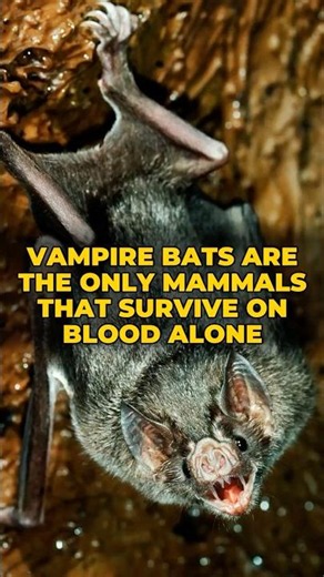 VAMPIRE BATS Are the Only Mammals That Survive on Blood Alone