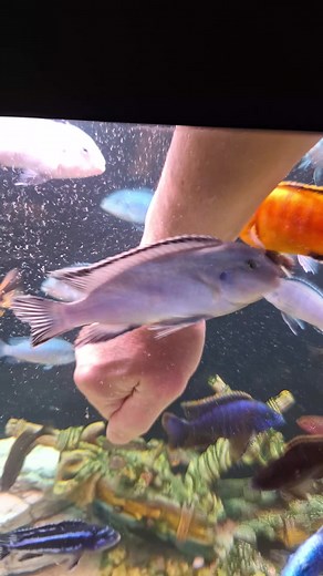 #cichlidtank #malawicichlid #fy #andreandre #viral