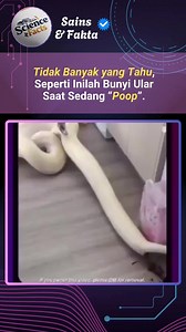 Ternyata, ular juga bisa mengeluarkan suara saat buang kotoran. Suara itu biasanya berupa desisan pendek atau semburan ringan, yang berasal dari tekanan tubuh saat kotoran dan urin dikeluarkan lewat kloaka, yaitu lubang di bagian bawah tubuh dekat ekor. Bukan suara marah, cuma bagian dari proses alami. Beberapa jenis ular bahkan bisa mengeluarkan suara mirip kentut, yang kadang dipakai buat mengagetkan predator. Jadi, ini salah satu cara bertahan hidup yang cukup unik dari dunia reptil. Follow @
