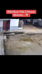 Wild Boar Kills Chinese Woman… 😱 | Elninobrah