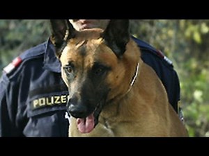 Belgian Malinois: The Breed Believed to Have Accompanied Navy SEALS on Mission to Kill Bin Laden