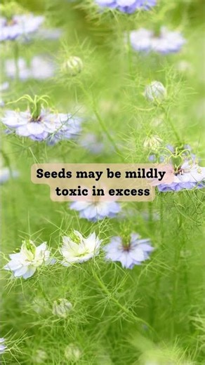 Nigella Flowers: Unique Beauty #shorts #nigella #beautifulflowers @Plants-World