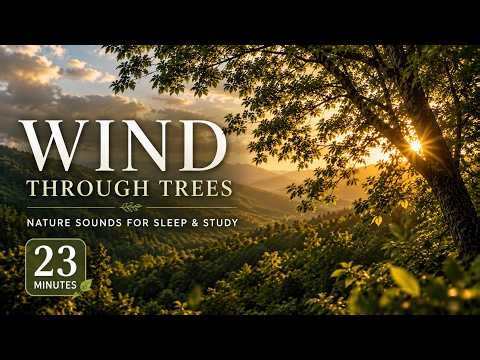 Relaxing Wind Sounds Through Trees | 23 Minutes of Natural Wind for Sleep, Study & Relax