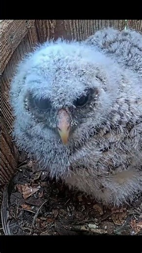 Cute And Curious: Barred Owlet Eyes The Camera In Indiana