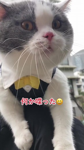 可愛い猫がしゃべる面白動画集