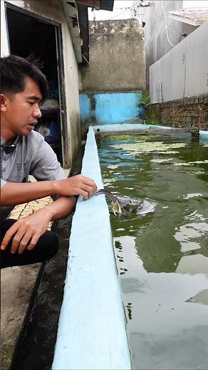 Getting More Fierce! An Entire Catfish Was Eaten by an Amazonian Catfish