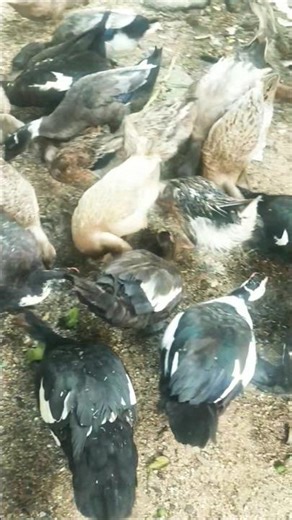 Indian runner duck and muscovy duck farming in Indian village #duckfarmer #duckfarm #dancingduck