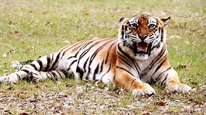 40K views · 5.6K reactions | Check out some of the sounds made by big cats and find out what they mean. Make sure you turn your volume up! | Big Cat Rescue | Facebook