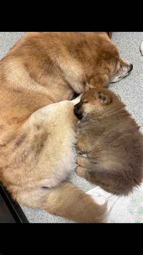 Chow Chow Pups: Adorable Moments of Cuteness