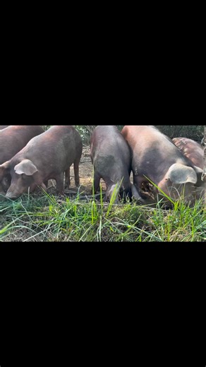 🐷 How Our Hog Reservations Work 🐷 A lot of folks ask how our hog pre-sales work, so I wanted to share a little behind the scenes. When you reserve a hog with us, you’re not just securing your share of pork for the freezer, you’re also helping raise that hog from start to finish. When you pay for your hog, that payment goes directly toward the feed, care, and resources needed to raise the animals the right way. This system allows us to provide healthy, well fed hogs without cutting corners. By 