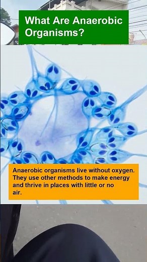 What Are Anaerobic Organisms? - OTOMOTIPS