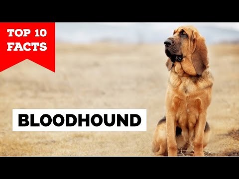 Bloodhound - Top 10 Facts