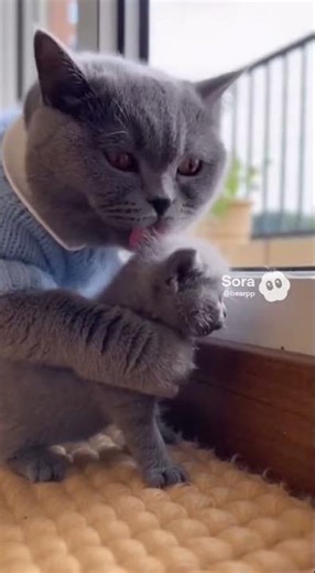 Dash to Exit Edge—Last-Second Block. #LastSecondSave #HeroCat #AICat 😺⚡️🛑