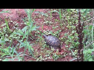 Box turtle digging a nest