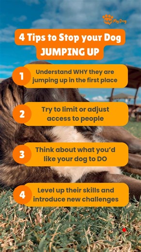 Boing, boing, boing…remind you of anyone? 🐶⬆️🙈 If your dog finds it nearly impossible to keep their feet on the floor, here are 4 tips that you can use to help them learn not to jump up: 🙌 Understand WHY they are jumping up in the first place. Your dog isn’t doing it to be annoying or just to misbehave; they’re experiencing intense emotions related to the experience of interacting with people. If we can show them that people are a “non-event”, we can address jumping before it even starts! 🙌 