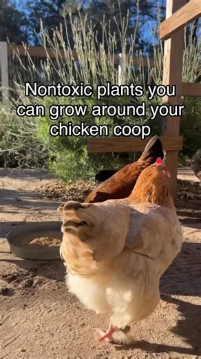 I love planting herbs and flowers in and around our chicken coop run and here are a few nontoxic plants you too can plant around your coop! Herbs have multiple health benefits for chickens and I use them either fresh or dried sprinkled over their chicken feed once a week. Just remember that dried herbs are more potent in their dried form than their fresh form. I have several reels on growing herbs for my chickens and they are all saved to my herb story highlight! Let me know if you grow herbs fo