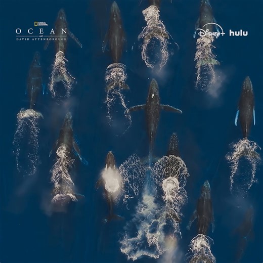 All life began in our oceans, but there's still so much we don't know about them—until now, that is. Dive beneath the waves and discover the hidden world beneath in Ocean with David Attenborough. Now streaming on Disney and Hulu. | National Geographic