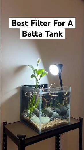 Best Filter For A Betta Fish Tank