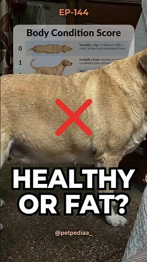 Your Dog Is Not Healthy, It’s Overweight! 🐶⚠️ #petpediaa