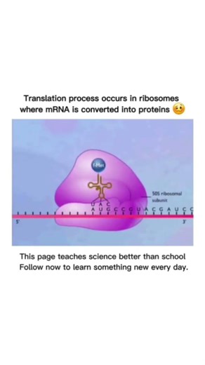 Translation is the process where ribosomes convert mRNA into proteinsitInside the cell, ribosomes 💯🔥