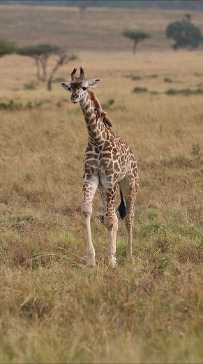 A young giraffe shakes off some oxpeckers in the Maasai Mara | Harry Collins Photography