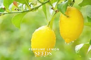 Perfume Lemon Tree Seeds: Fragrant Citrus Bonsai or Garden Plant - Etsy