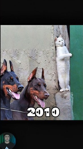 The Most Legendary Cat & Dog Memes (Then Vs Now) 😱