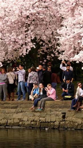 The story behind Washington DC’s iconic cherry blossom trees