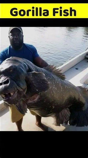 Algeria Gorilla Fish | Sea Monsters | #shorts #fishing #shortvideo #viral #shortsfeed