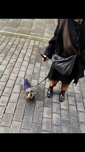 J’ai la phobie des chien maintenant…