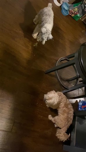 #Meme #2026 #LIVEIncentiveProgram #LIVEIsEasy #PaidPartnership